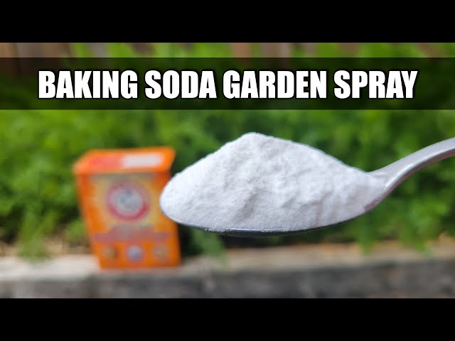 Baking Soda Pesticide and Fungicide Spray