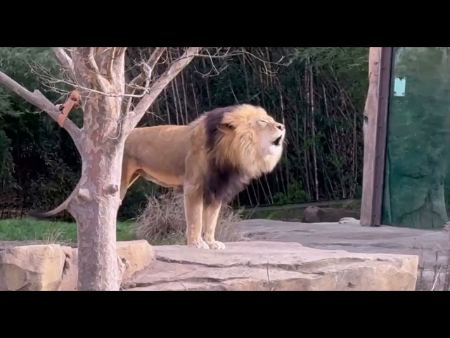 John the Lion Letting Everyone Know He's Here - Cincinnati Zoo