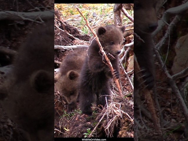 Grizzly Cubs Explore New Terrain out of Hibernation