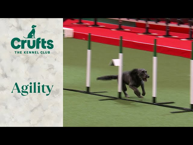 Agility Singles Heat Part 1(Jumping) | Crufts 2024