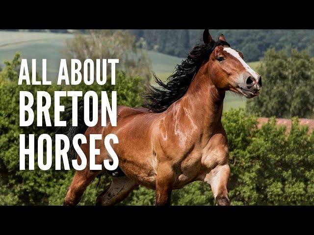 Breton Horses 101: Breed Profile, Facts and Care