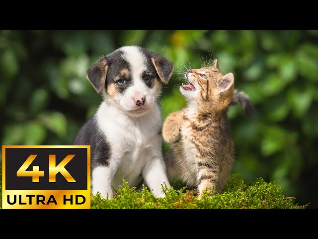 Baby Animals 4K - Let's Enjoy Rare Cute and Happy Moments of Baby Wildlife