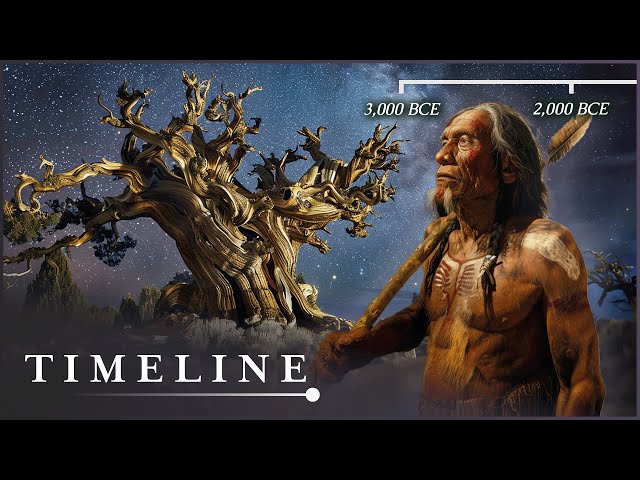 The Ancient Mystery Of The Methuselah Tree | The Oldest Tree On Earth | Timeline