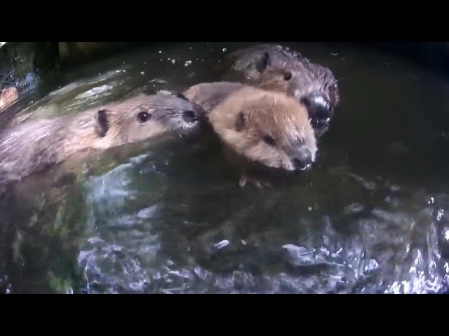 Beaver baby wants to swim and worried family