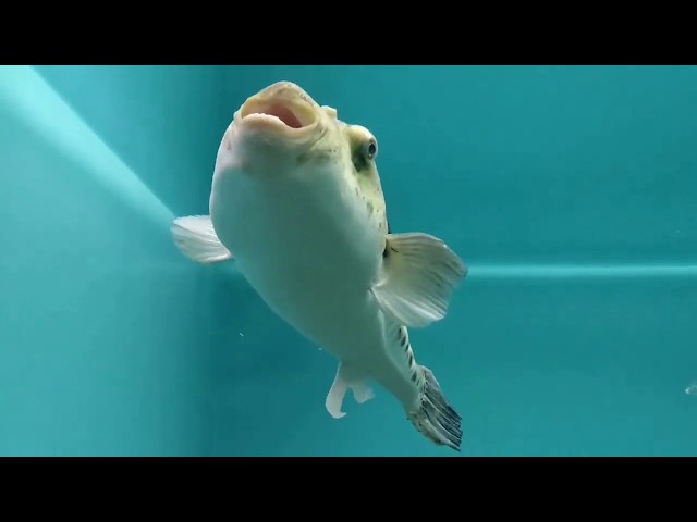 Japan Umitamago Aquarium in Oita Japan 🐟🐠🐡