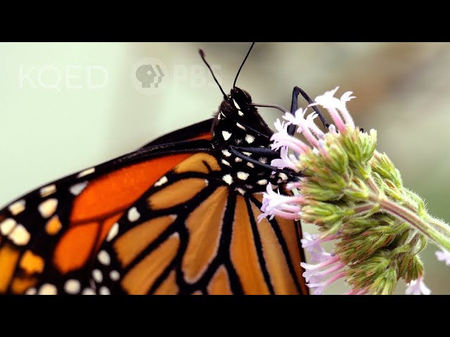 This Parasite is Cramping The Monarch Butterfly’s Style | Deep Look