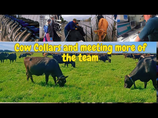 Cow collars and meeting more of our team
