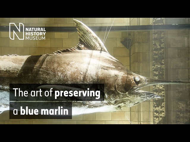 The art of preserving a blue marlin | Natural History Museum
