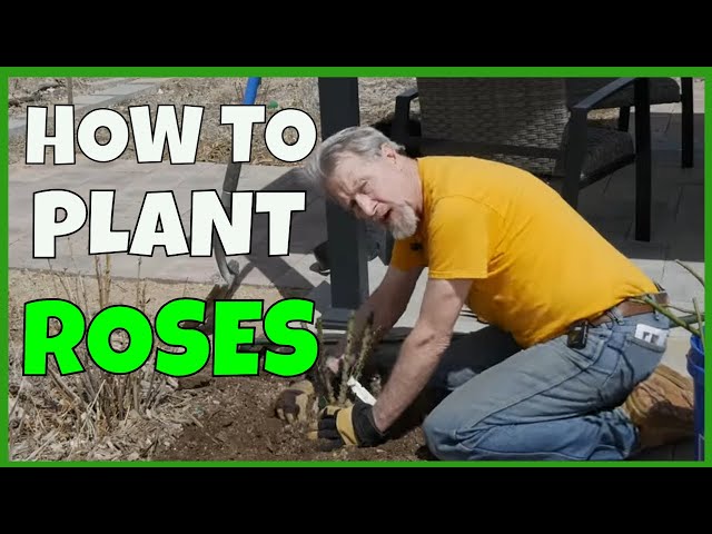 How to Plant Bare Root Roses