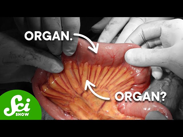 What Is An Organ?