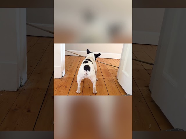 Puppy Struggles to Bring Stick Through Doorway