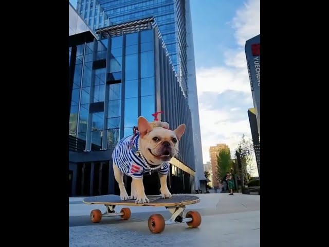 My bulldog loves skateboarding | Adorable Pets | Skilled Dogs | You never know