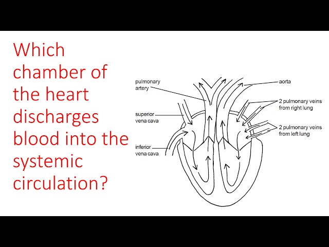 Heart and major blood vessels quiz.
