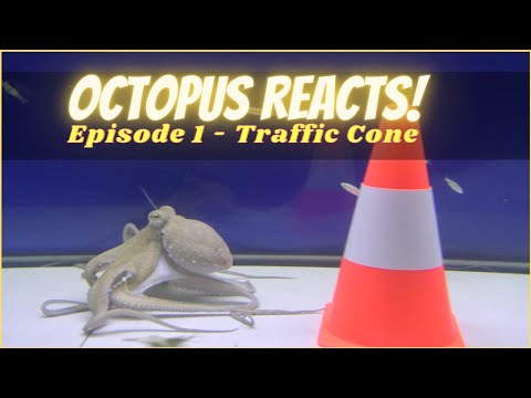 Octopus Reacts - Series