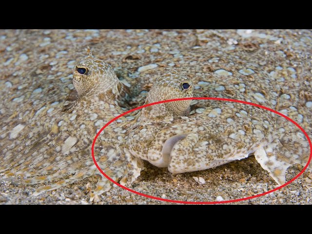 Most Amazing Camouflage Ability of Sea Animals, You Won't be Able Recognize Them