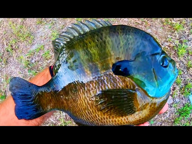 BLUEGILL that are BIGGER THAN the FRYING PAN!!