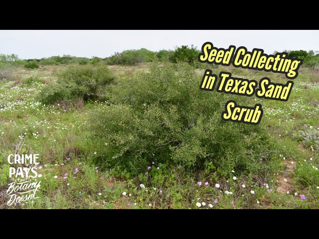 Seed Collecting in Texas Sand Scrub & Bowel Movement Commentary