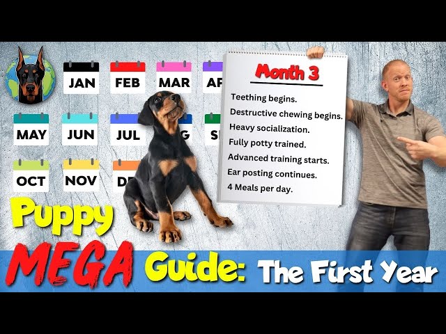 Doberman Puppy 101: What to Expect Each Month Raising a Doberman