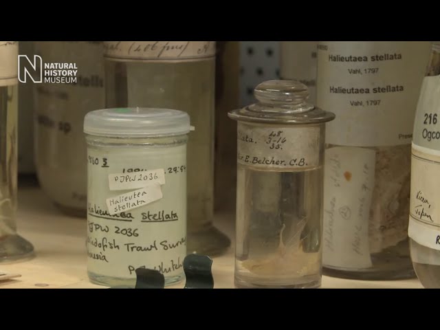 Pickle jars and precious specimens in the Spirit Collection | Natural History Museum