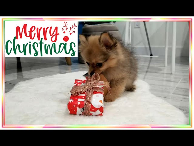 Pomeranian Puppy Loves Christmas Too!