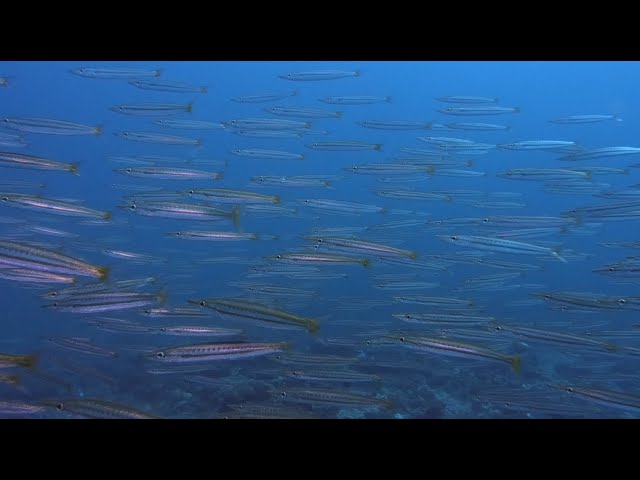 Large group of Barracuda - Scuba diving in Madagascar