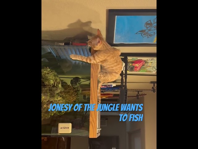 Jonesy The Cat Loves Fish!Eat or Play? #pets
