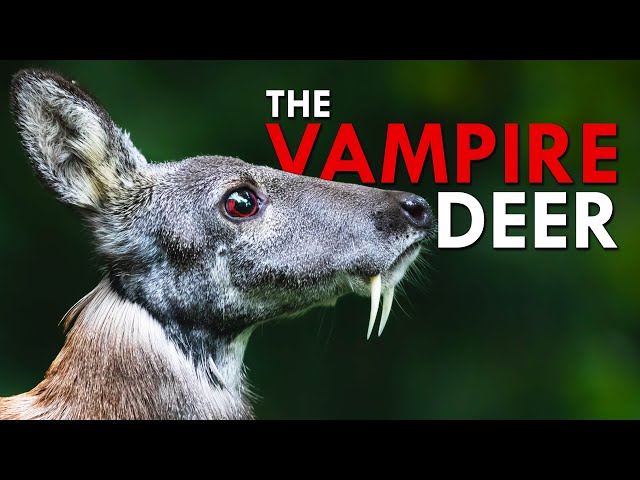 Siberian Musk Deer: This Deer Is A Vampire