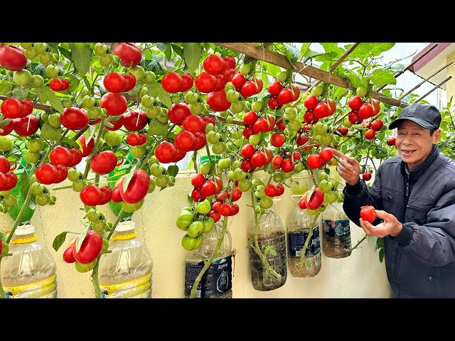 Growing Tomatoes This Way Gets Many Fruits And Doesn't Need Watering