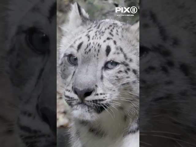 Snow leopard cubs make public debut at Bronx Zoo #shorts