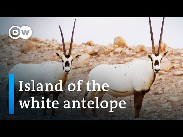 Abu Dhabi's refuge for endangered species | DW Documentary