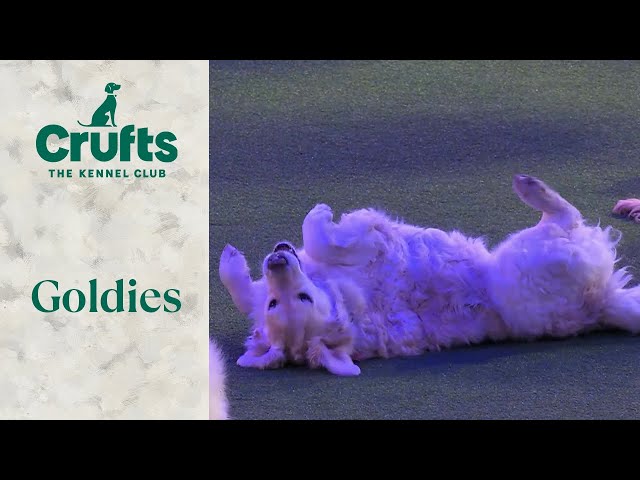 Laying Down On The Job | Crufts 2024