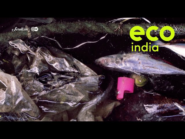 Eco India: What is causing a decline in fish varieties in the rivers of Bengal?