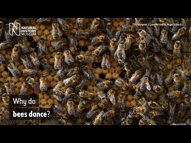 Why do bees dance? | Natural History Museum