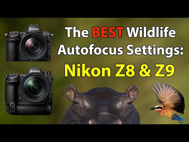 The Ultimate Nikon Z8 And Z9 AF Setup Guide For Wildlife Photography