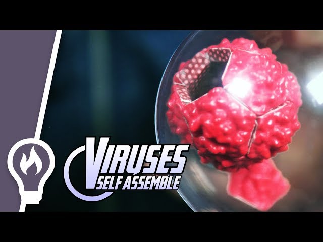 12 magnets show how viruses are built