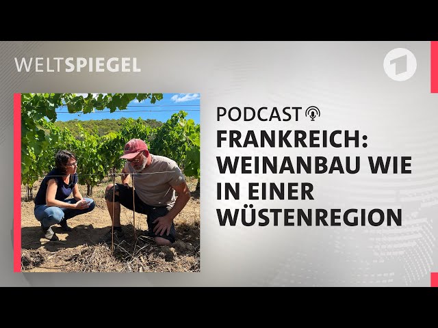 Frankreich - Wein in Gefahr?  | Weltspiegel Podcast