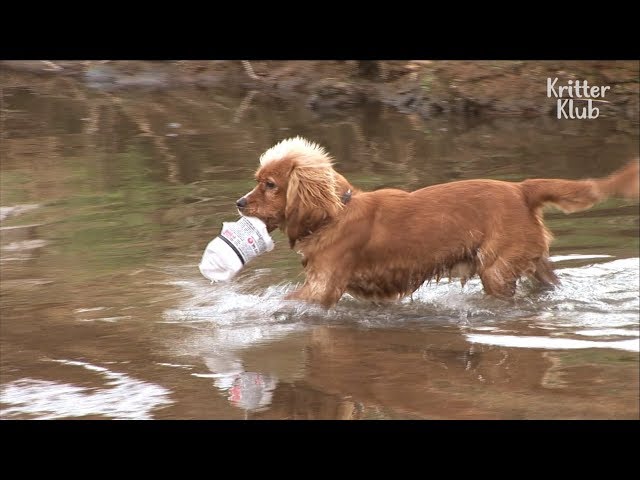 Lovely Dog Becomes A Janitor Of The River | Kritter Klub