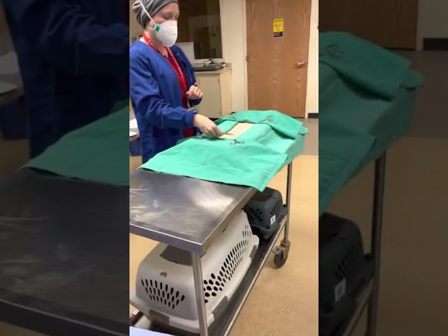 Opening an instrument pack and draping patient with fenestrated drape (over towels)