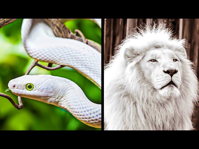 10 Most Rare White Animals in the World