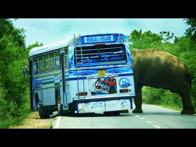 Wild elephants chasing vehicles in (Sri Lanka)