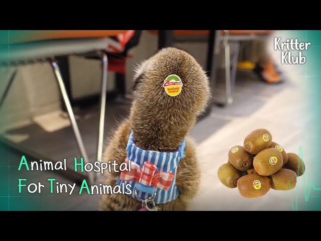 Today's Patient: Meerkat l Animal Hospital For Tiny Animals Ep 2