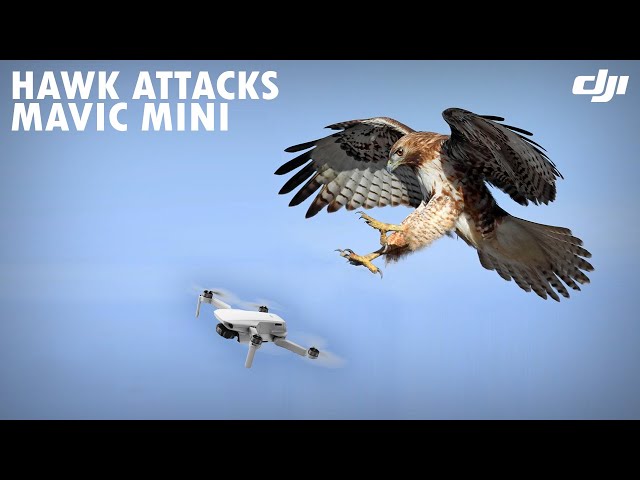 Hawk Attacks Drone!! Finally DJI Mavic Mini Crashed 🥲#Shorts