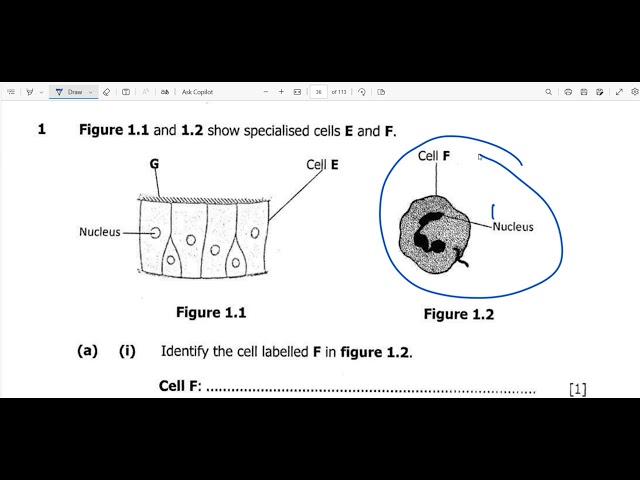 Random questions about cells(exam questions biology).