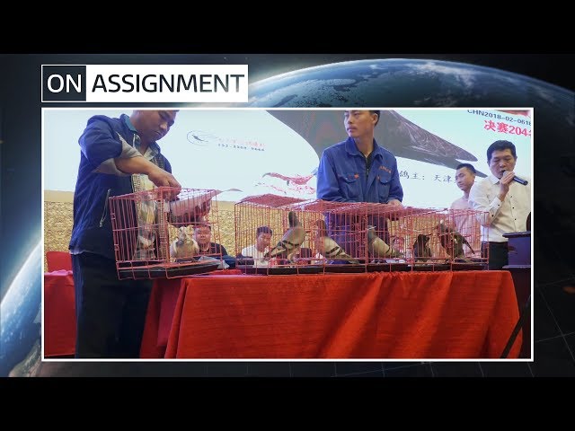 China's million-dollar pigeon racing business | ITV News