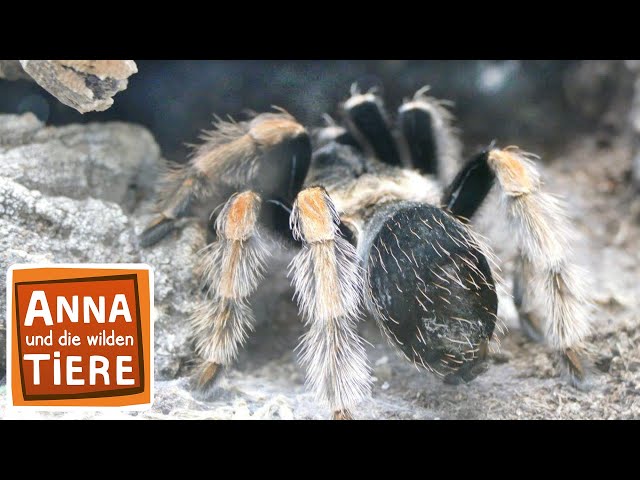 Keine Angst vor Spinnen | Reportage für Kinder | Anna und die wilden Tiere