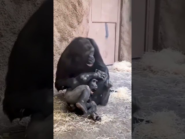 Save Gorilla and Chimp🦍🙏