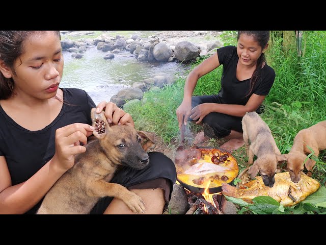 Catch fish & Snail for food Puppies - Fish Snail curry Eating delicious with dog- Clean puppies lice