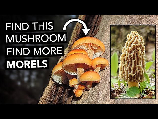 Find This Mushroom, Find More Morels