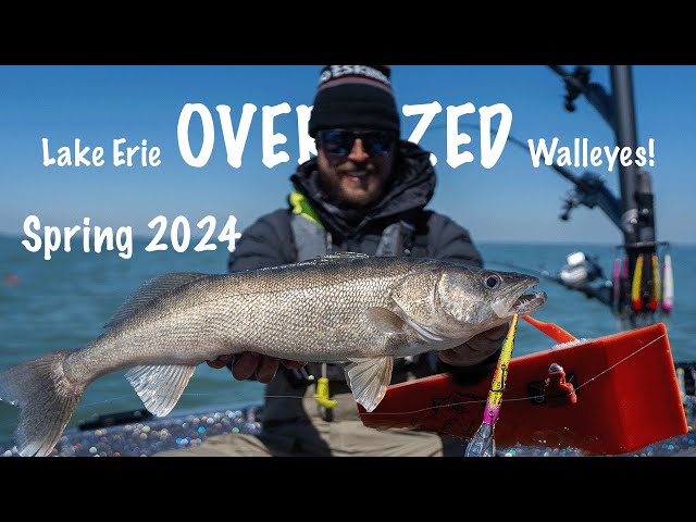 Trolling for OVERSIZED Spring Walleyes on Lake Erie!