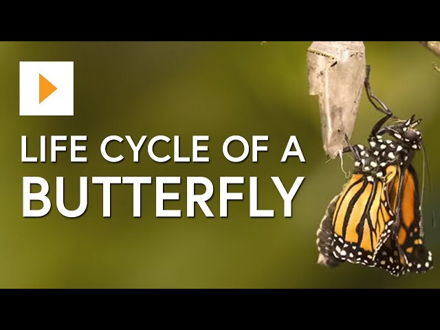 The Life Cycle of a Butterfly - Science for Kids